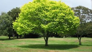 Mỗi chiêm bao liên quan tới cây đều ẩn chứa những con số đặc biệt