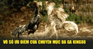 Hướng dẫn tham gia cá cược đá gà King88 chi tiết